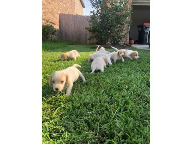Seven girls and two boys  Lemon beagle puppies - 2/2
