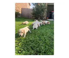 Seven girls and two boys  Lemon beagle puppies - 2