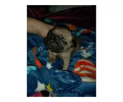 One male pug puppy left