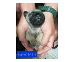 One male pug puppy left - 3