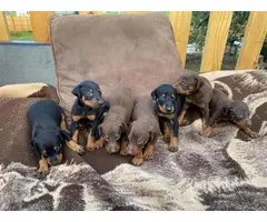 7 Purebred doberman pinscher puppies - 2