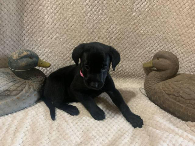 Two AKC registered solid black lab puppies Joplin - Puppies for Sale ...