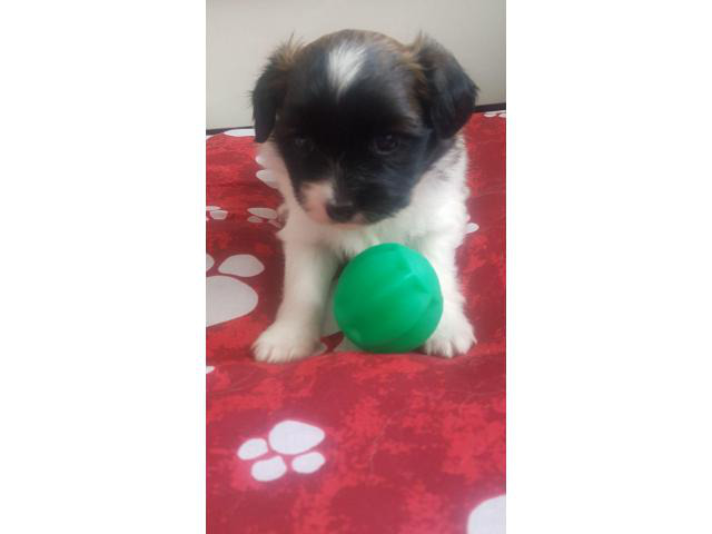stunning papillon puppy available in Belle Glade, Florida - Puppies for Sale Near Me