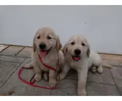 2 males and 1 female Golden Retrievers