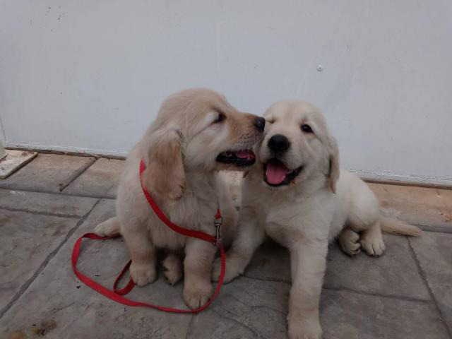 2 males and 1 female Golden Retrievers in Anaheim, California - Puppies for Sale Near Me