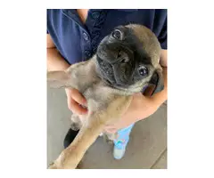 6 weeks old Pug puppies for sale - 1