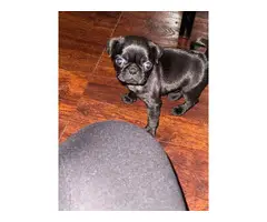 6 weeks old Pug puppies for sale - 2
