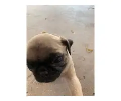 6 weeks old Pug puppies for sale - 3