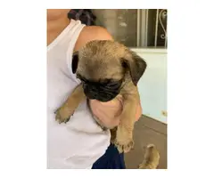 6 weeks old Pug puppies for sale - 4