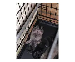 6 weeks old Pug puppies for sale - 7