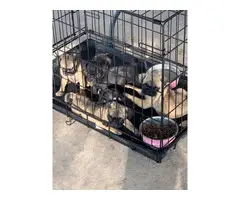 6 weeks old Pug puppies for sale - 9