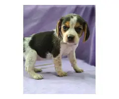 Four beagle puppies up for sale