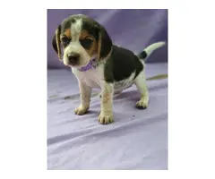 Four beagle puppies up for sale - 2