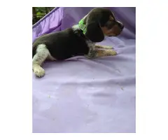 Four beagle puppies up for sale - 3