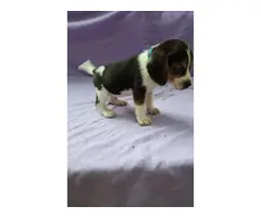 Four beagle puppies up for sale - 4