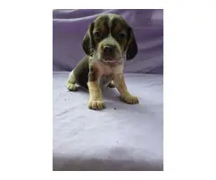 Four beagle puppies up for sale - 5