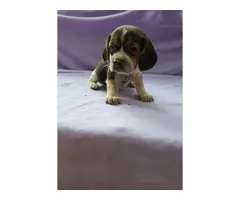 Four beagle puppies up for sale - 6
