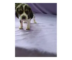 Four beagle puppies up for sale - 7
