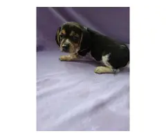 Four beagle puppies up for sale - 8