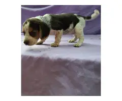 Four beagle puppies up for sale - 9