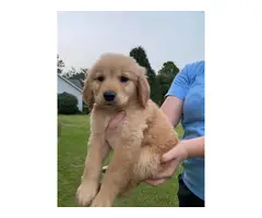 7 weeks old golden retriever puppies for sale