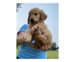 7 weeks old golden retriever puppies for sale - 2