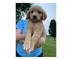 7 weeks old golden retriever puppies for sale - 3
