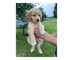 7 weeks old golden retriever puppies for sale - 5