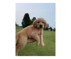 7 weeks old golden retriever puppies for sale - 6