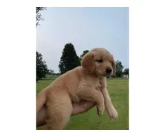 7 weeks old golden retriever puppies for sale - 7