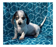 3 beautiful Dachshund puppies for sale in Nashville, Tennessee - Puppies for Sale Near Me