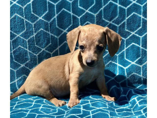 Mini Dachshund Puppies for Sale Cullman Puppies for Sale