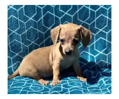Mini Dachshund Puppies for Sale - 2