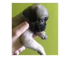 Stunning 8 weeks old Pug puppies ready to take home now - 4