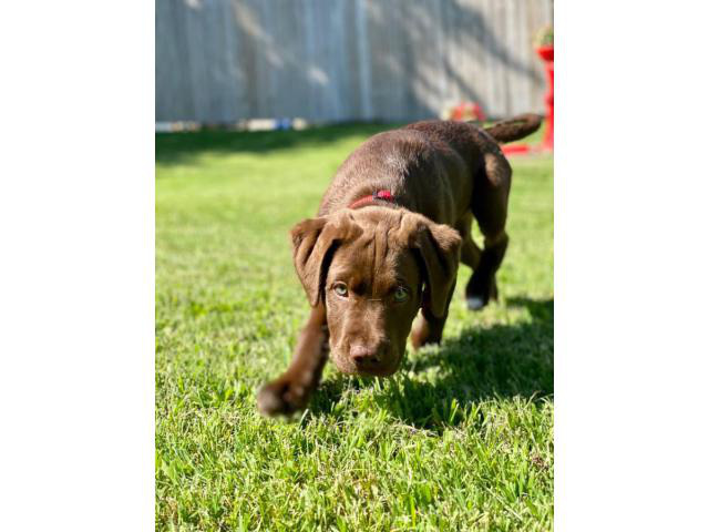 3.5 month old lab puppy for adoption in Maryland Heights ...
