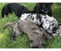 Border Aussie puppies ranch dogs