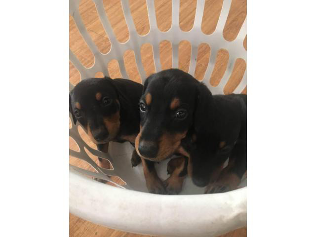 7 weeks old Doberman Pinscher Puppies up for adoption in ...
