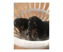 7 weeks old Doberman Pinscher Puppies up for adoption