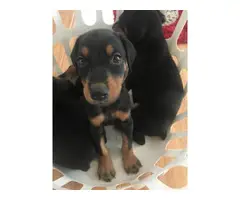 7 weeks old Doberman Pinscher Puppies up for adoption - 5