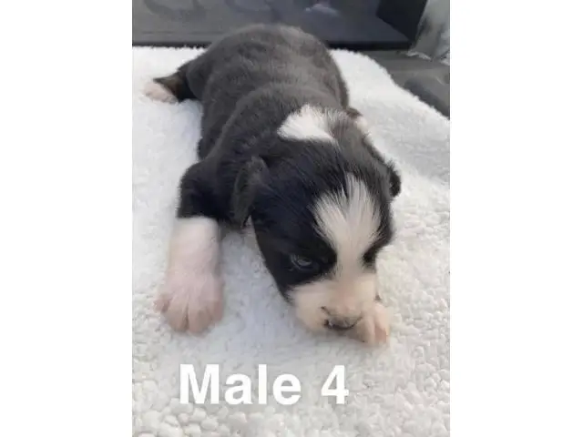 Mini ASDR Aussie puppies available - 1/4