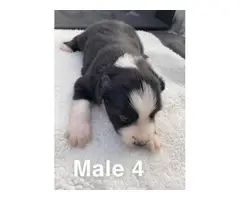 Mini ASDR Aussie puppies available