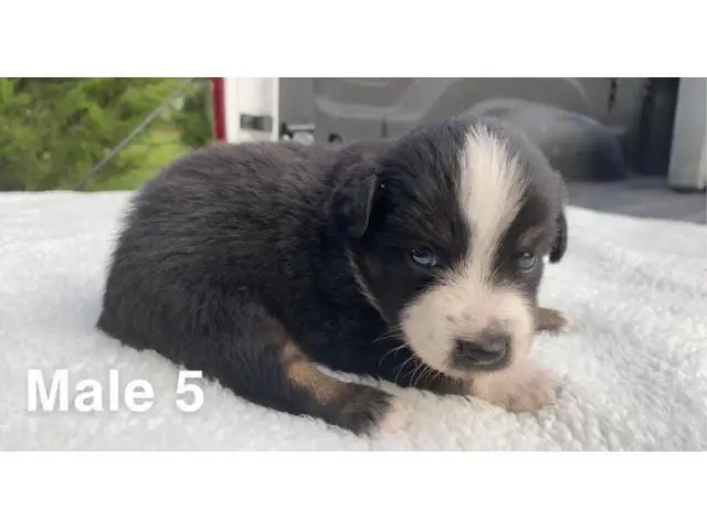 Mini ASDR Aussie puppies available - 2/4