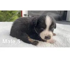 Mini ASDR Aussie puppies available - 2
