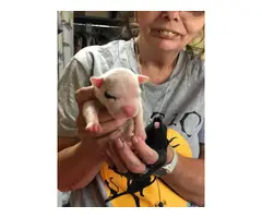 3 boys and 7 girls full breed pitbull puppies - 7