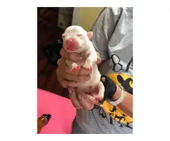 3 boys and 7 girls full breed pitbull puppies - 9