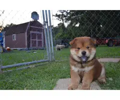 2 Chow Chow Puppies left - 2