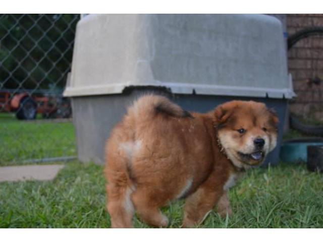 2 Chow Chow Puppies left in Ridgeland, Mississippi