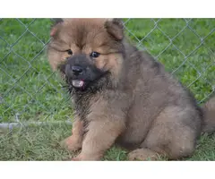2 Chow Chow Puppies left - 5