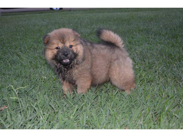 2 Chow Chow Puppies left in Ridgeland, Mississippi