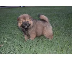 2 Chow Chow Puppies left - 6